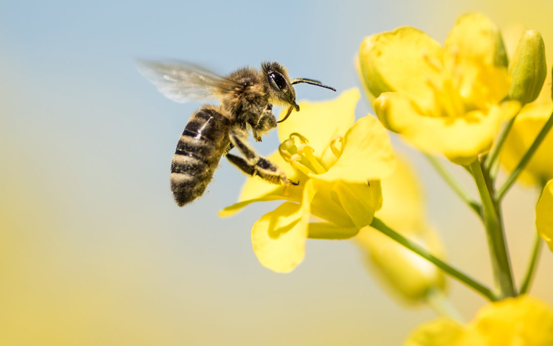 Bonne nouvelle pour les abeilles