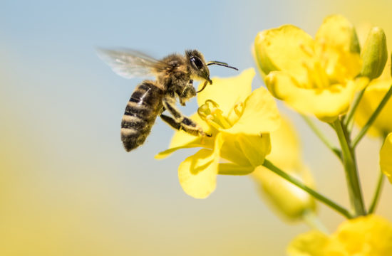 Bonne nouvelle pour les abeilles