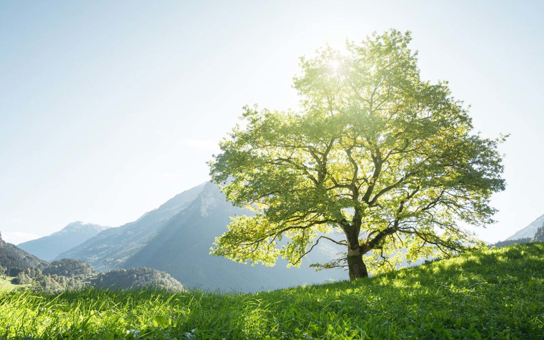 Et si les arbres nous ressemblaient un peu…