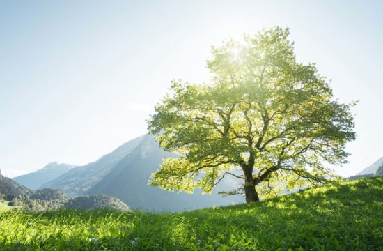 Et si les arbres nous ressemblaient un peu…