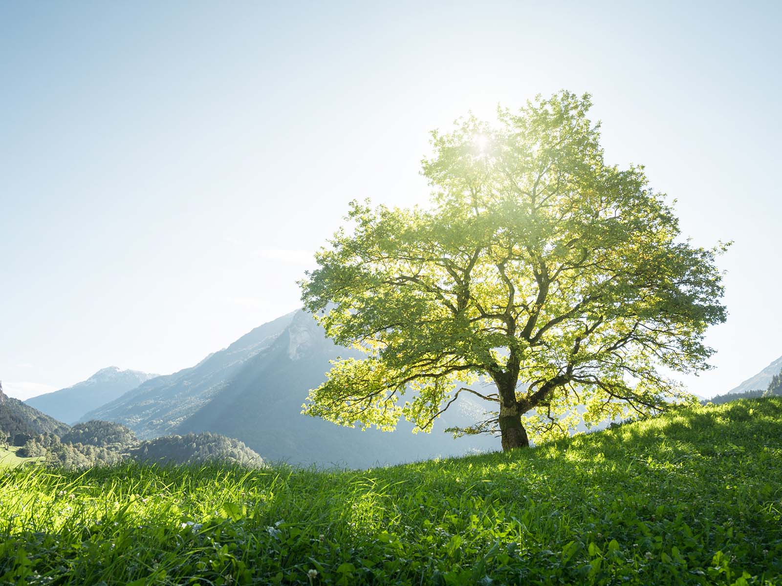 Et si les arbres nous ressemblaient un peu… - Sekoia City