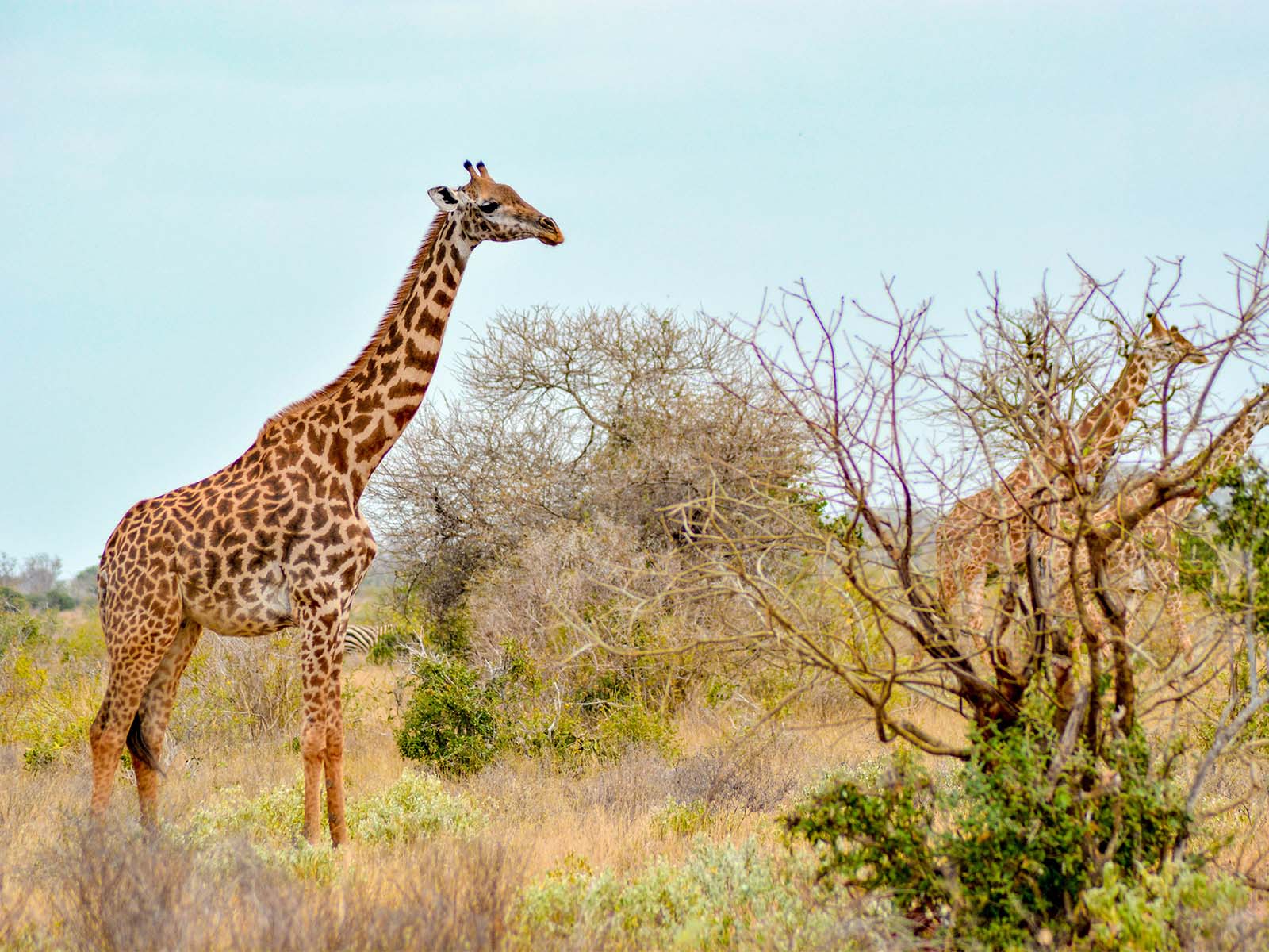 troupeau girafes