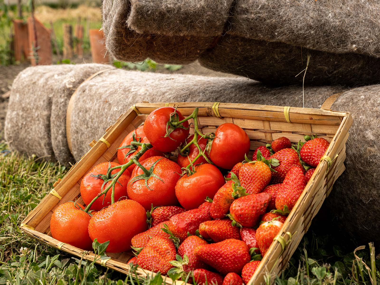 Paillages Cheveux Capillum pour le jardin